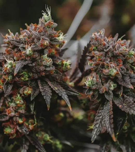 CBD: naturalny luzak, który nie odleci cię w kosmos