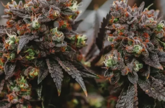 CBD: naturalny luzak, który nie odleci cię w kosmos