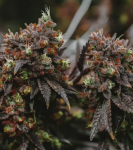 CBD: naturalny luzak, który nie odleci cię w kosmos