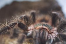 Samice ptaszników – czym różnią się od samców i jak o nie dbać?