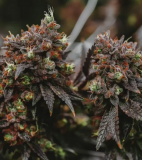 CBD: naturalny luzak, który nie odleci cię w kosmos